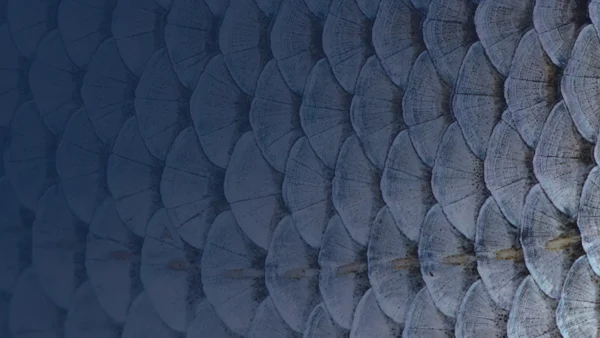 Insights Fish Scales Adobestock 52778908 OVERLAY
